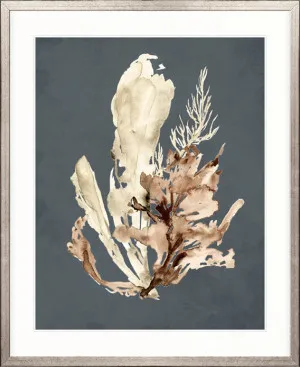 Margate Coral VII by Designer Boys, a Premium Art for sale on Style Sourcebook