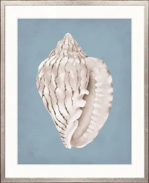 La Mesa Bay Shell IV by Designer Boys, a Premium Art for sale on Style Sourcebook
