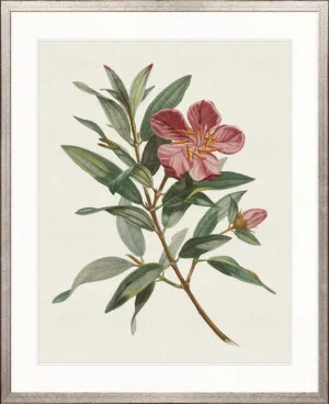 Floral Elegance VII by Designer Boys, a Premium Art for sale on Style Sourcebook