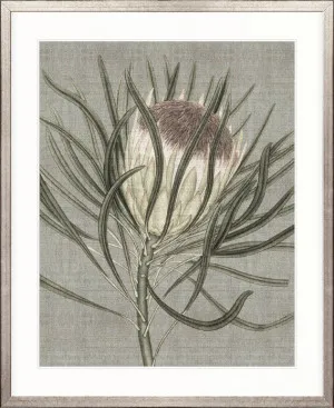 Botanist Specimen V by Designer Boys, a Premium Art for sale on Style Sourcebook