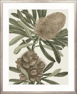 Serreta Specimen by Designer Boys, a Premium Art for sale on Style Sourcebook