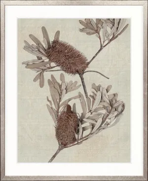 Banksia Study III by Designer Boys, a Premium Art for sale on Style Sourcebook