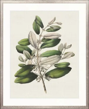 Botanical Bliss I by Designer Boys, a Premium Art for sale on Style Sourcebook