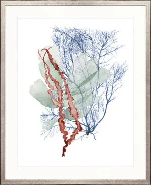 Seaweed Collage II by Designer Boys, a Premium Art for sale on Style Sourcebook