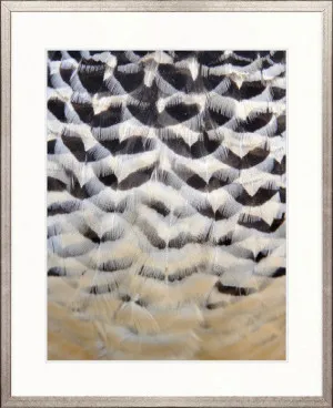 Simple Feather IV by Designer Boys, a Premium Art for sale on Style Sourcebook