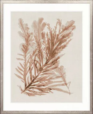 Alderney Coral V by Designer Boys, a Premium Art for sale on Style Sourcebook