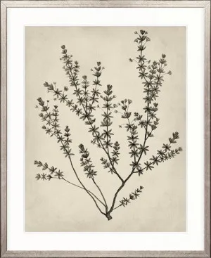 Botanical Splendour V by Designer Boys, a Premium Art for sale on Style Sourcebook