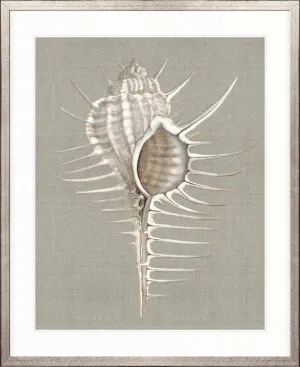 Alva Seashell II by Designer Boys, a Premium Art for sale on Style Sourcebook