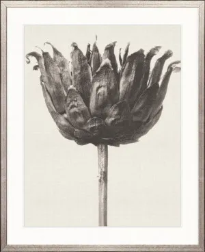 Botanique Specimen VI by Designer Boys, a Premium Art for sale on Style Sourcebook