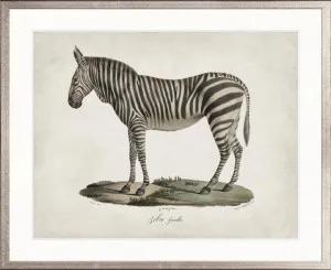 Naturelle des Mammiferes IX by Designer Boys, a Premium Art for sale on Style Sourcebook