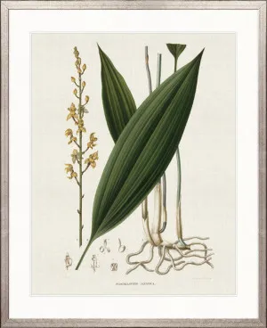 Simple Orchidees I by Designer Boys, a Premium Art for sale on Style Sourcebook