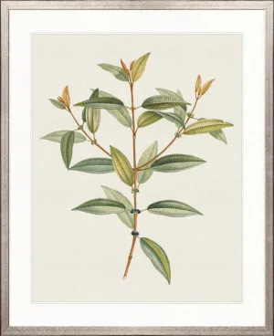 Floral Elegance IV by Designer Boys, a Premium Art for sale on Style Sourcebook