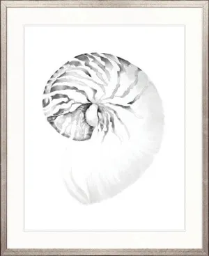 Exquisite Shell VIII (Soft Grey) by Designer Boys, a Premium Art for sale on Style Sourcebook
