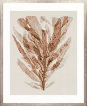 Alderney Coral III by Designer Boys, a Premium Art for sale on Style Sourcebook