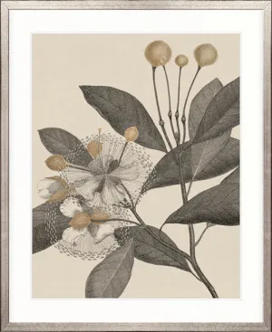 Cooks Floral Specimen III by Designer Boys, a Premium Art for sale on Style Sourcebook