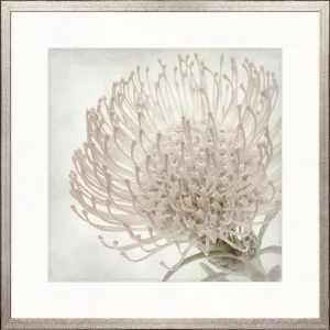 Protea Beauty V by Designer Boys, a Premium Art for sale on Style Sourcebook