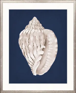 La Mesa Bay Shell I by Designer Boys, a Premium Art for sale on Style Sourcebook