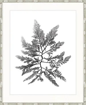 Delicate Charcoal Seaweed II by Designer Boys, a Premium Art for sale on Style Sourcebook