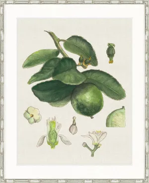 Classic Botanical Study IV by Designer Boys, a Premium Art for sale on Style Sourcebook