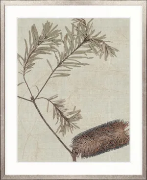 Banksia Study II by Designer Boys, a Premium Art for sale on Style Sourcebook