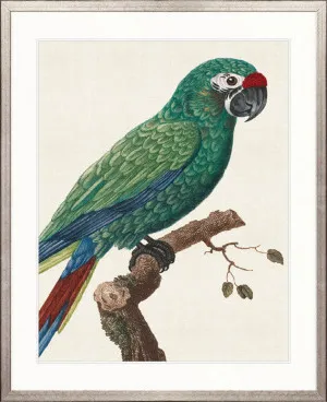 Naturelle des Perroquet VII by Designer Boys, a Premium Art for sale on Style Sourcebook