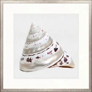 Shell Subject II by Designer Boys, a Premium Art for sale on Style Sourcebook