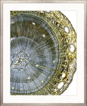 Nature's Abstract II by Designer Boys, a Premium Art for sale on Style Sourcebook