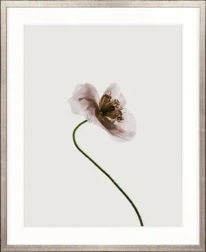 Floret III by Designer Boys, a Premium Art for sale on Style Sourcebook