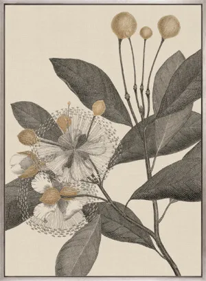 Cooks Floral Specimen III (Canvas) by Designer Boys, a Premium Art for sale on Style Sourcebook