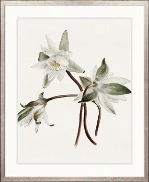 Phillipson Floral VIII by Designer Boys, a Premium Art for sale on Style Sourcebook
