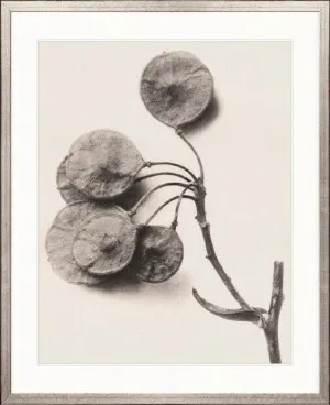 Botanique Specimen XIII by Designer Boys, a Premium Art for sale on Style Sourcebook