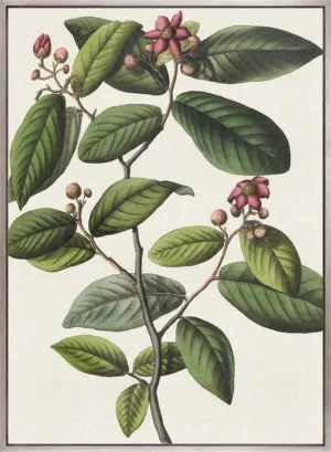 Botanical Specimen I (Canvas) by Designer Boys, a Premium Art for sale on Style Sourcebook