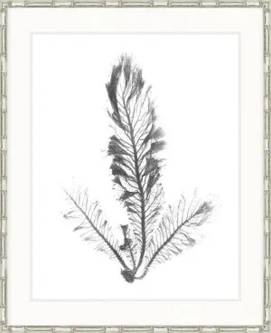 Delicate Charcoal Seaweed IV by Designer Boys, a Premium Art for sale on Style Sourcebook