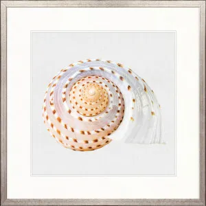 Shell Subject V by Designer Boys, a Premium Art for sale on Style Sourcebook