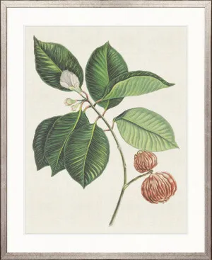 Exotic Botanical I by Designer Boys, a Premium Art for sale on Style Sourcebook