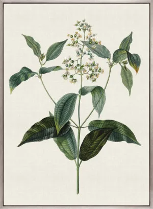 Floral Elegance IX (Canvas) by Designer Boys, a Premium Art for sale on Style Sourcebook