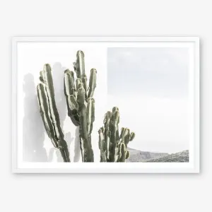 Cactus Summer Photo Art Print by The Print Emporium, a Prints for sale on Style Sourcebook