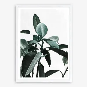 Rubber Plant II Art Print by The Print Emporium, a Prints for sale on Style Sourcebook