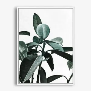 Rubber Plant II Canvas Print by The Print Emporium, a Prints for sale on Style Sourcebook