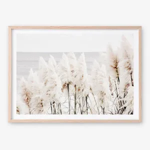 Pampas Grass Photo Art Print by The Print Emporium, a Prints for sale on Style Sourcebook