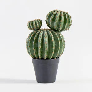Muse Barrel Cactus Green by Muse, a Plants for sale on Style Sourcebook