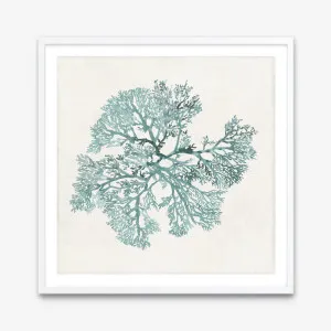 Teal Coral II (Square) Art Print by The Print Emporium, a Prints for sale on Style Sourcebook