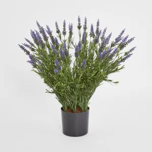 68cm Potted Lavender Bush by Florabelle Living, a Plant Holders for sale on Style Sourcebook