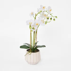 Ribbed Real Touch Potted Phalaenopsis Orchid LGE by Florabelle Living, a Decorative Accessories for sale on Style Sourcebook