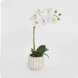 Ribbed Real Touch Potted Phalaenopsis Orchid SML by Florabelle Living, a Decorative Accessories for sale on Style Sourcebook