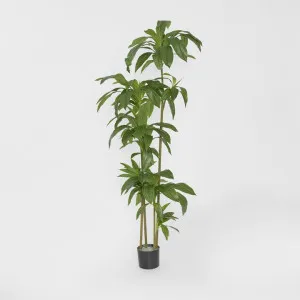 Dracaena Tree 150cm by JMC FLORALS, a Lighting for sale on Style Sourcebook