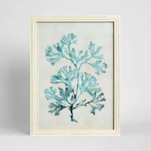 Blue Coral Study 1 Wall Art 45x60cm by Florabelle Living, a Christmas for sale on Style Sourcebook