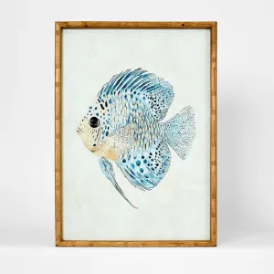 Azure Reef Fish B Wall Art 50x70cm by Florabelle Living, a Christmas for sale on Style Sourcebook
