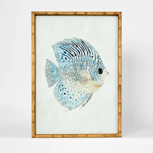 Azure Reef Fish A Wall Art 50x70cm by Florabelle Living, a Christmas for sale on Style Sourcebook