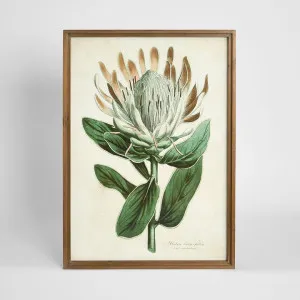 Protea Study A Wall Art 50x70cm by Florabelle Living, a Christmas for sale on Style Sourcebook
